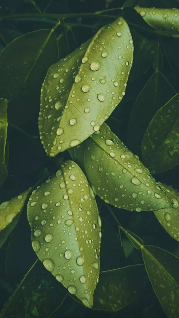 Vibrant close-up of fresh green leaves with dewdrops, showcasing nature's beauty.